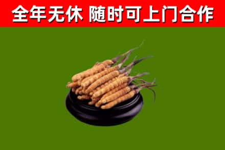 依兰回收散虫草